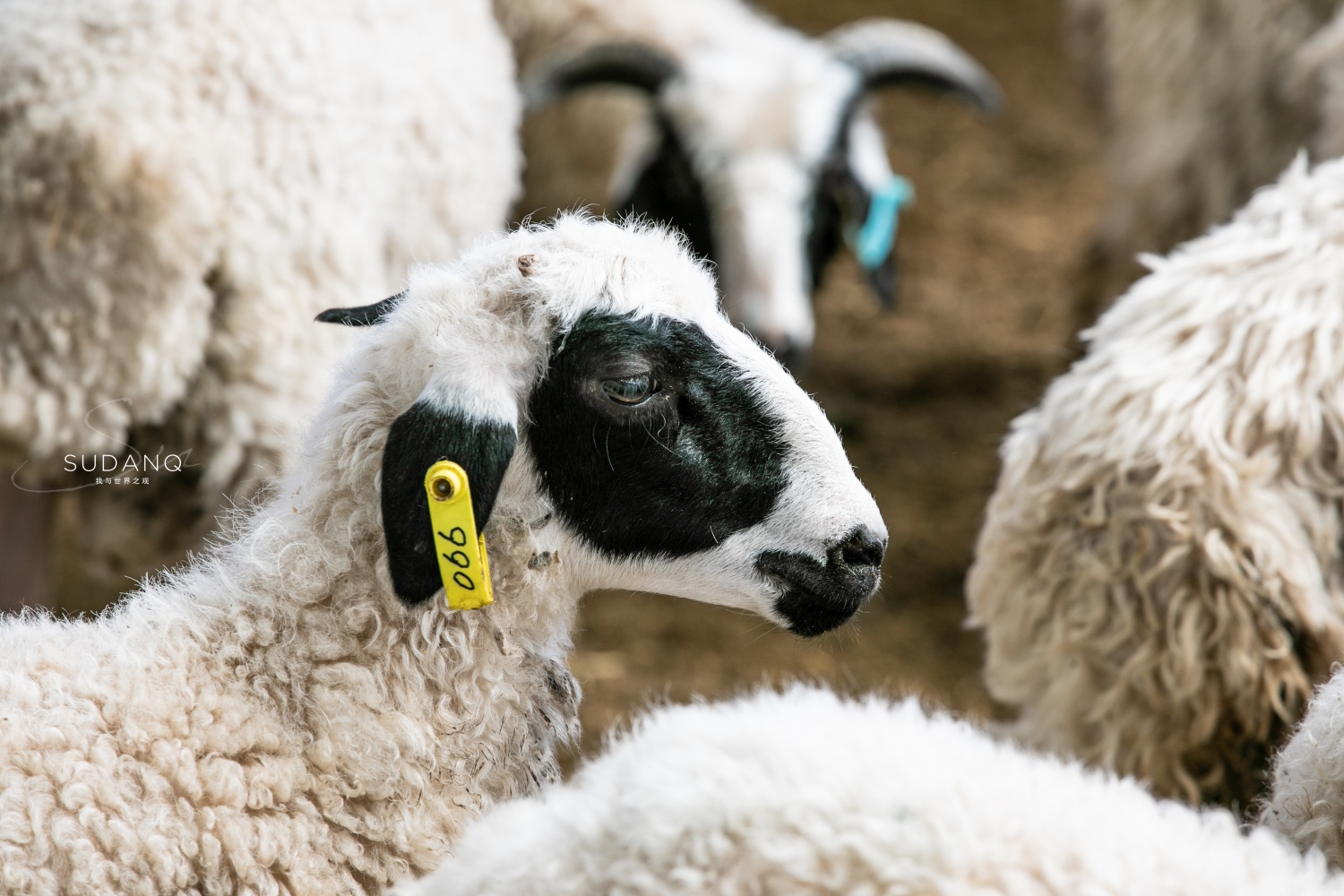 宁夏盐池滩羊肉好还是内蒙羊肉好,碰碰羊宁夏盐池羊肉