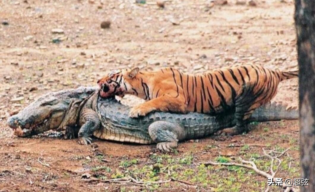 老虎在自然界有没有天敌,自然界里的老虎有多凶猛