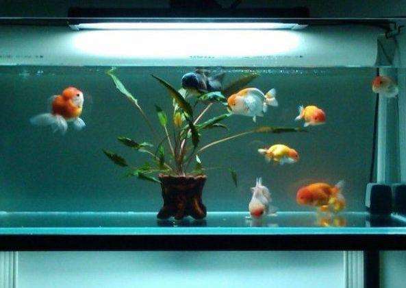 关于硝化细菌的有关知识,硝化细菌深度解析