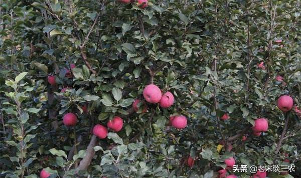 果树斑点病怎么治疗,白纹羽病是什么原因造成的