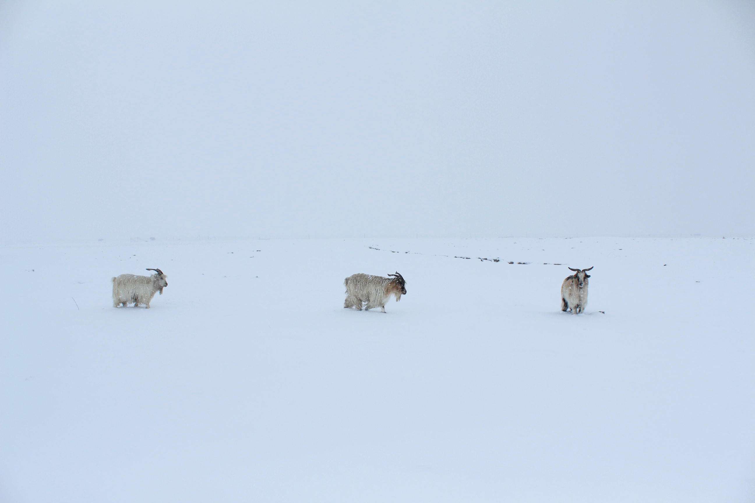 澳洲山羊奶洁面,山羊奶护肤