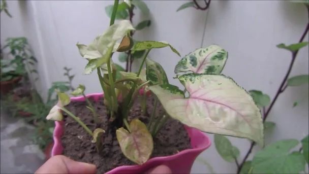 合果芋适合在室内养吗,合果芋黄叶怎么办