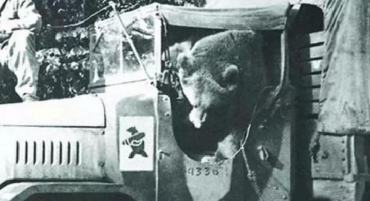 最骚士兵熊：抽烟喝酒花钱，样样在行，还是个战斗英“熊”