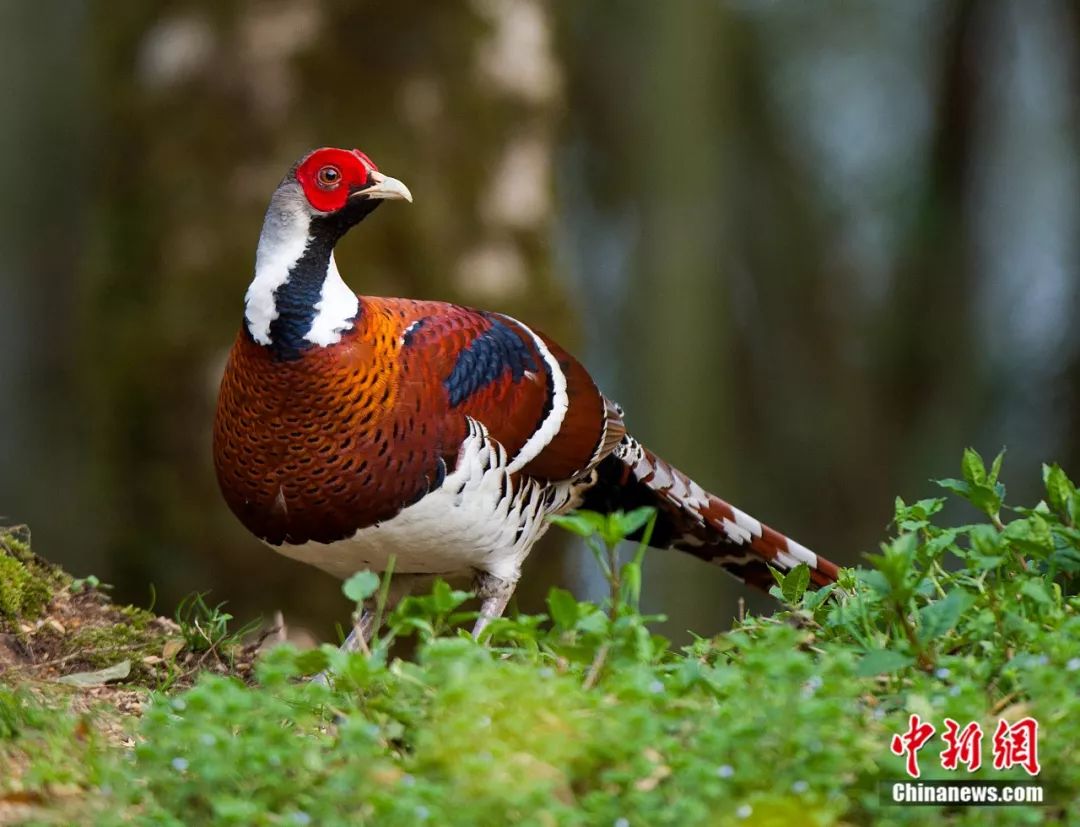 武夷山为啥名气不大,武夷山还好吗