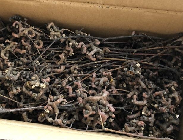 有一种植物长得弯弯曲曲可以解酒,广东酸酸甜甜长相奇怪的植物