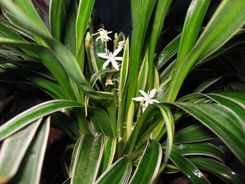 养花的好处50字,养花枝繁叶茂的秘诀