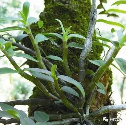 石斛兰黄叶怎么解决,为什么石斛兰叶子很脆
