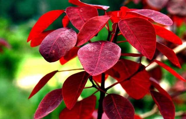 黄栌根腐病,黄栌枯萎病