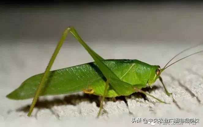 常见农业害虫的介绍图,农作物常见害虫种类及图片