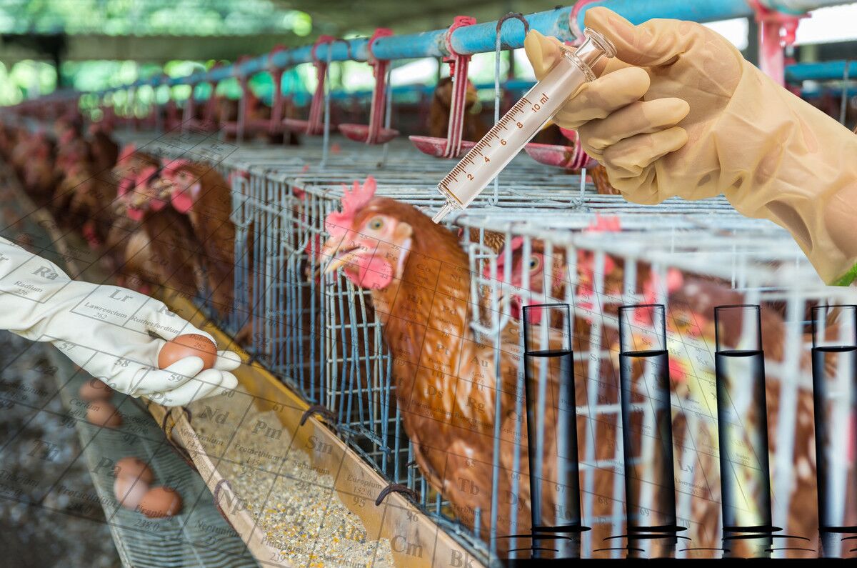 鸡鸭价格为什么下跌,2020鸡鸭价下跌原因