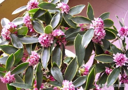 养花就养3种香水花,哪种香水花好养