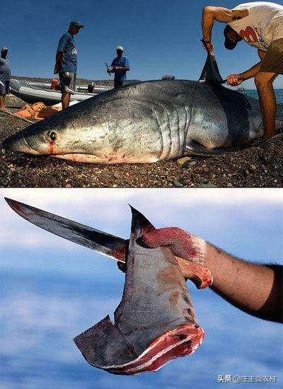 保护的小动物有哪些,保护类小动物