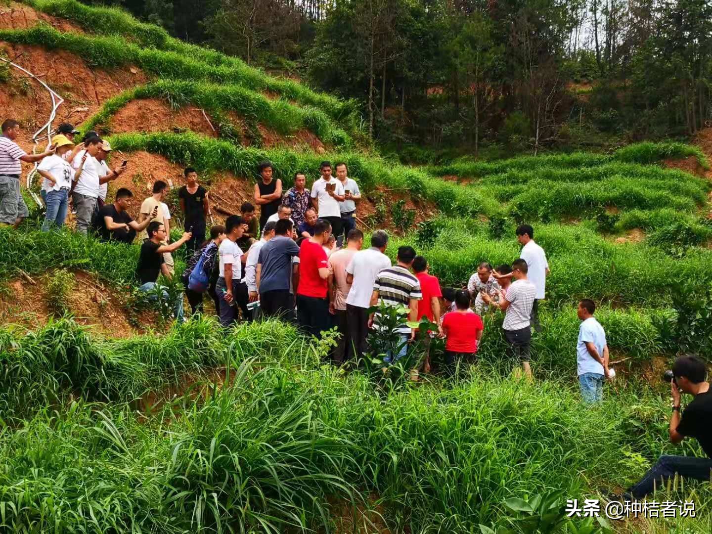 柑橘红蜘蛛什么天气多,柑橘红蜘蛛高温天气会不会爆发