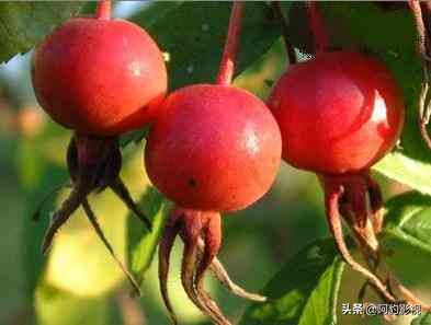 大兴安岭原始森林水果,大兴安岭特产水果