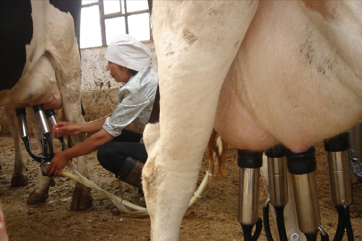 中国哪里的牛奶最好喝,全国哪的牛奶最好