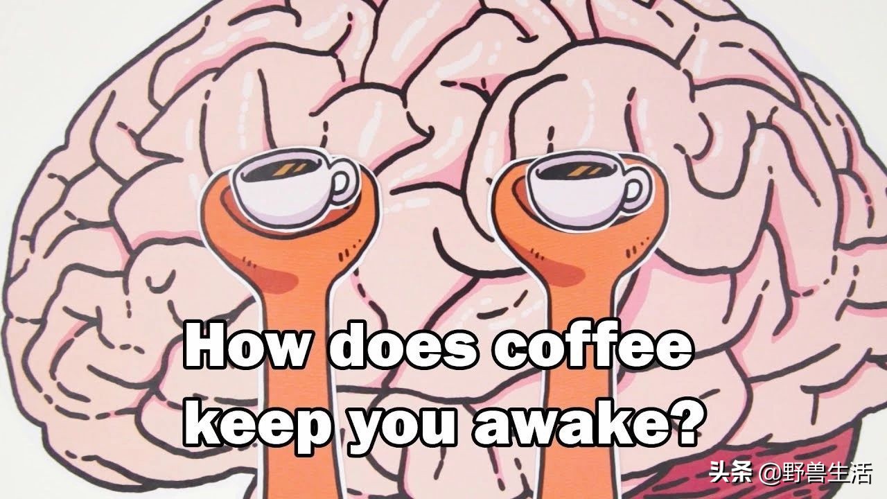 研究表明喝咖啡的好处,研究表明喝咖啡最好时间段