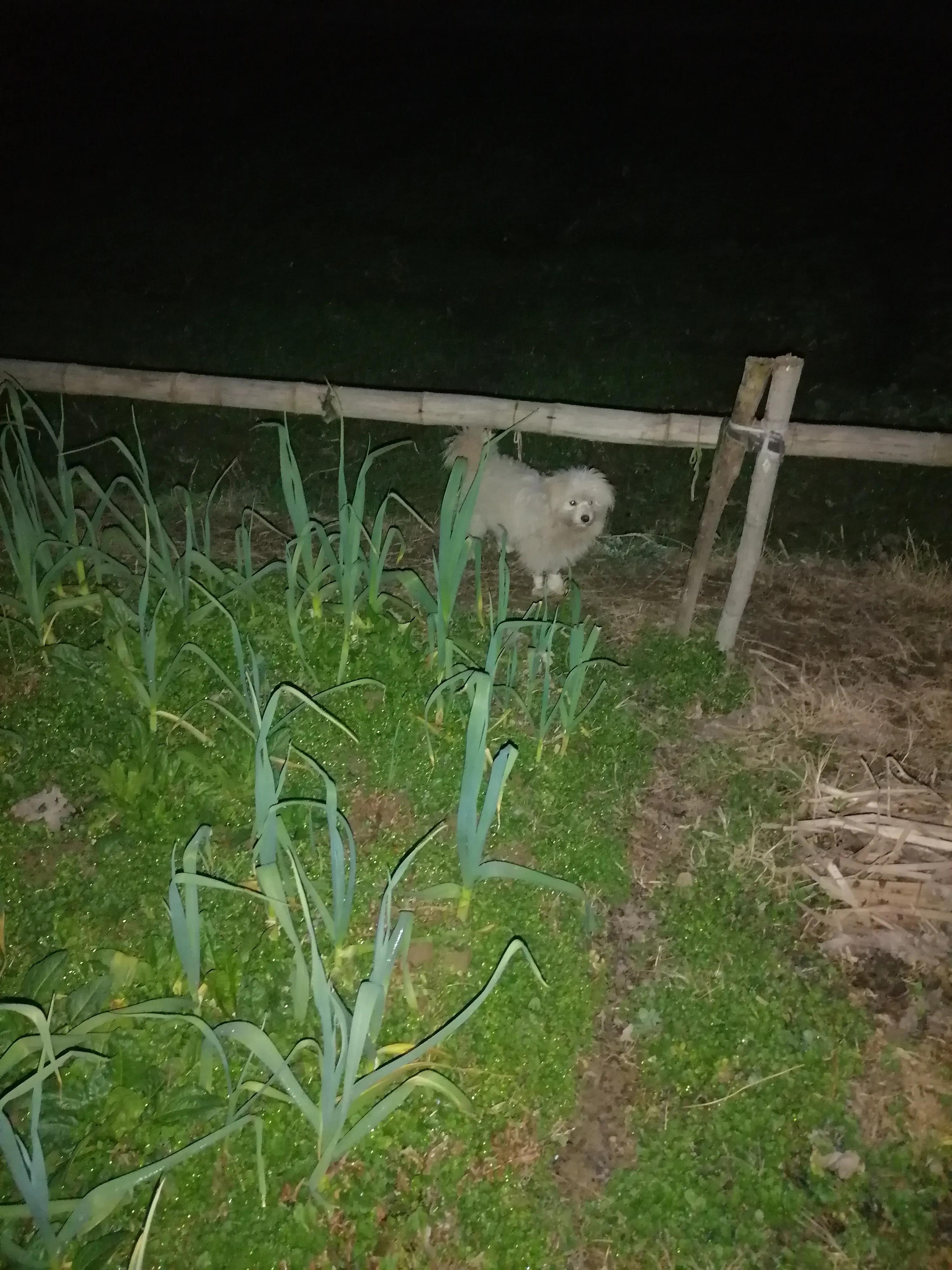 犬细小治疗心得,犬细小发病图片
