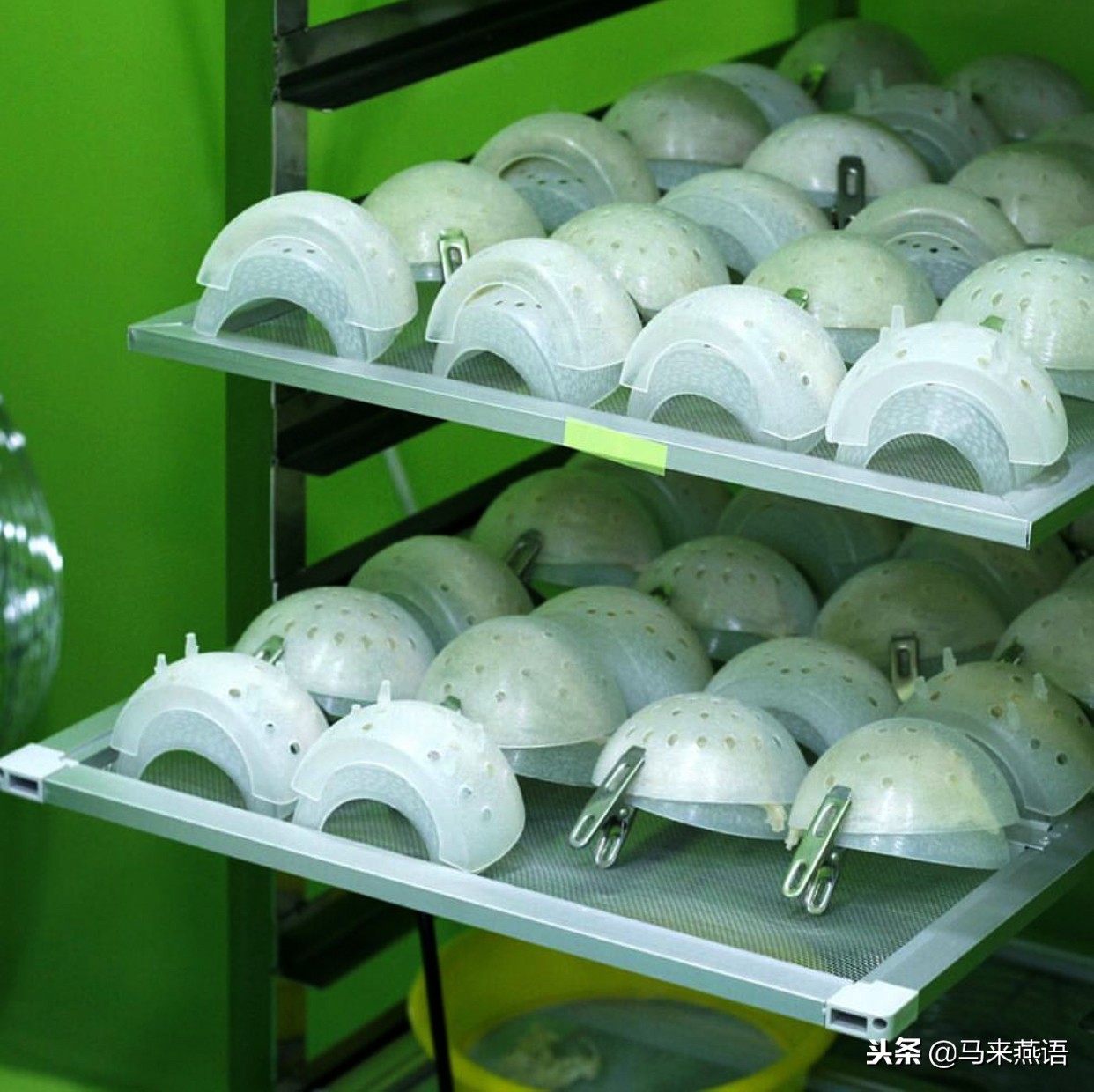 马来西亚燕窝哪种比较好,马来西亚的燕窝优缺点