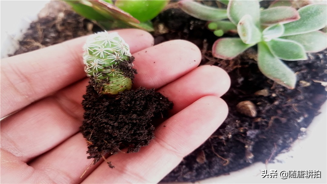 银毛球怎么繁殖,银毛球怎么养护