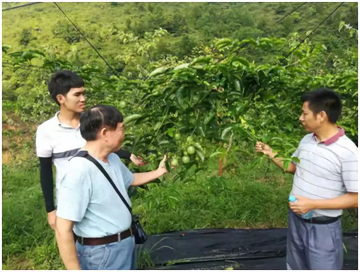 中农富玉大事记,中农富玉未来发展趋势