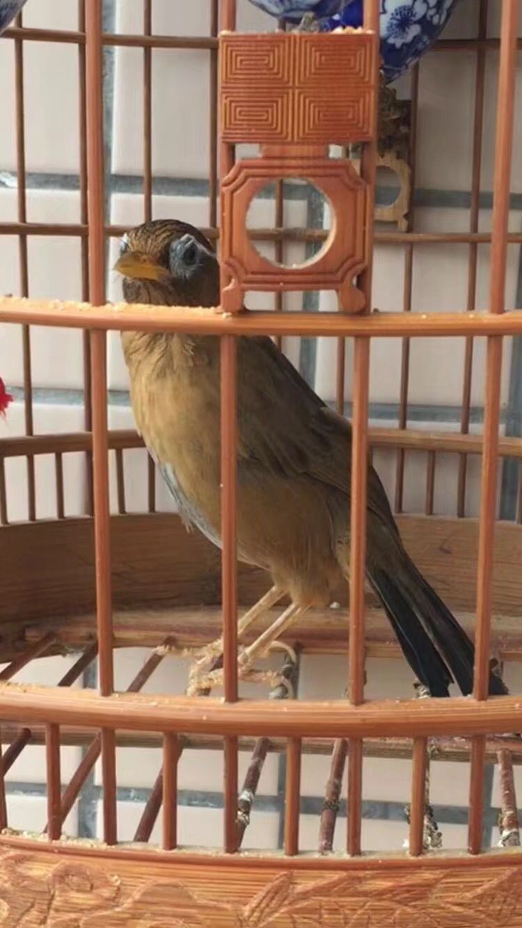 两广养鸟方法,母鸟的叫声怎么样才好