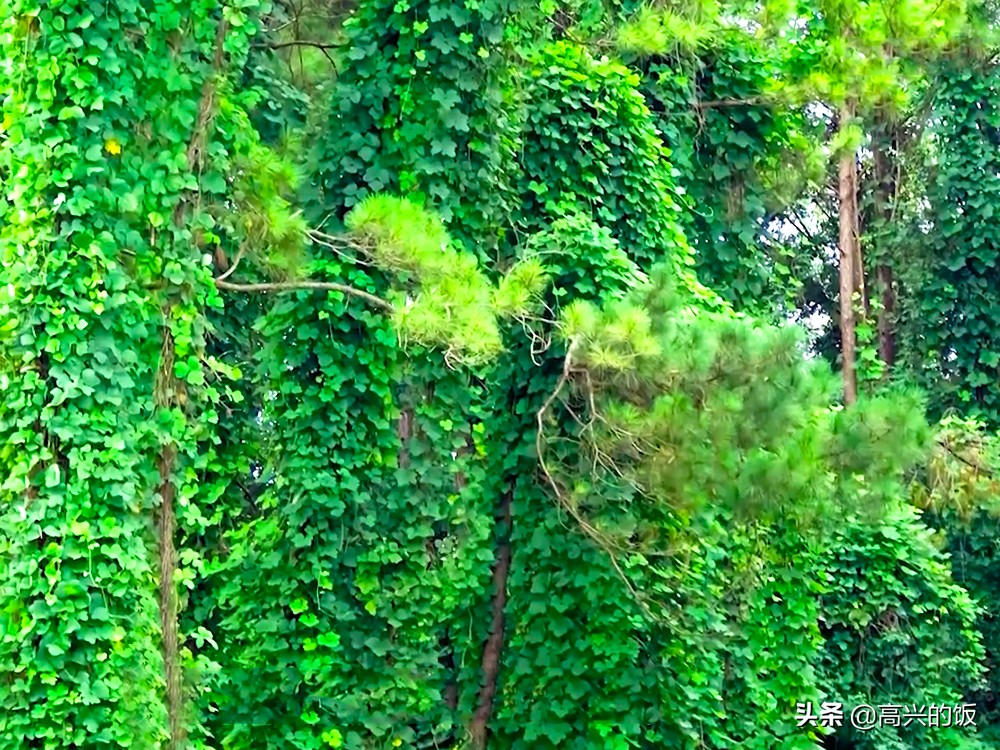 葛根在美国食用,葛根在美国泛滥成灾