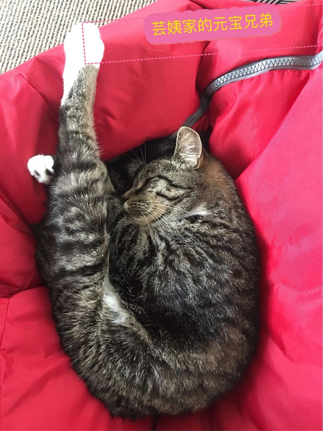 猫与女人相似之处,猫像女人