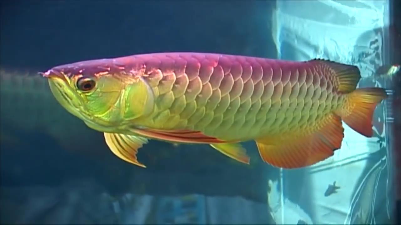 鱼缸里的油膜为什么会有危害,如何清除鱼缸油膜