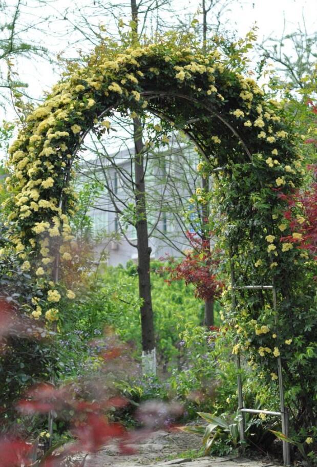 十种超美的花卉爬藤,7种爬藤月季种在小院美如画