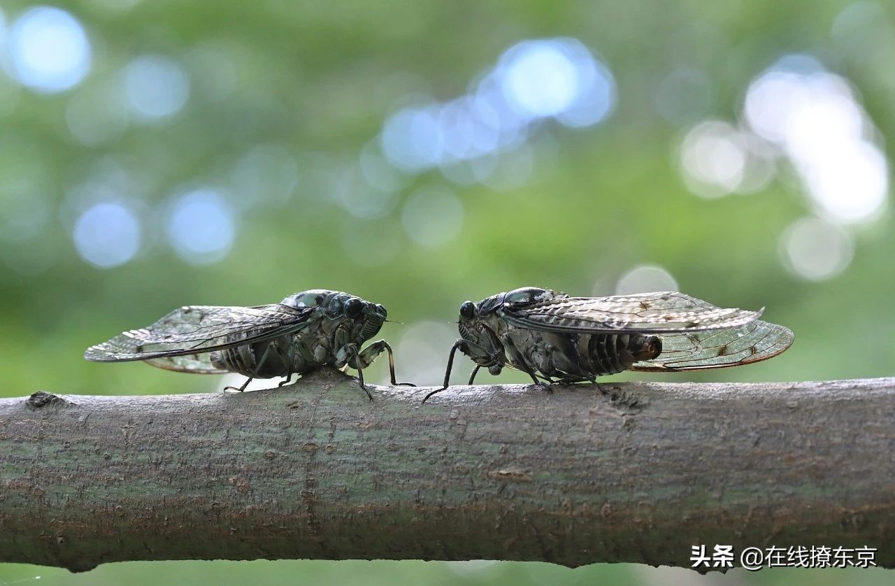 中秋思夏蝉(丁数言)