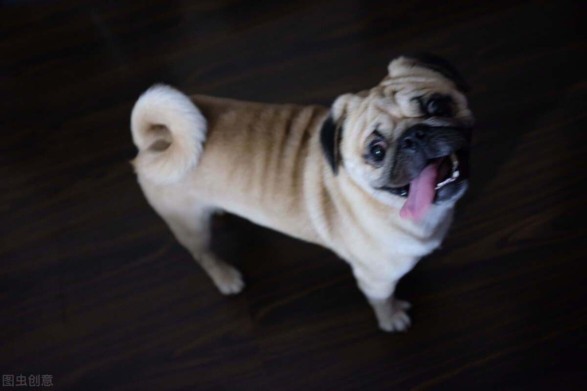 巴哥犬好养吗养巴哥犬的注意事项,八哥犬和巴哥犬有什么区别呢