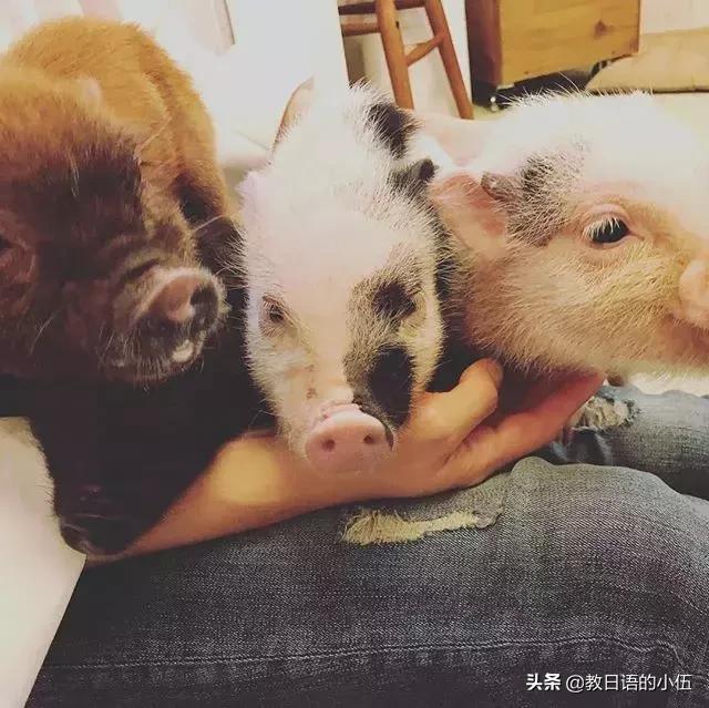 日本咖啡馆小猪馆 (日本首家小猪咖啡店受欢迎)