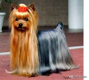 比尼熊狗狗价格,阿拉斯加狗狗价格