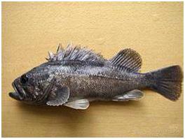 看图识海鲜，这些水产海鲜你都认识吗？