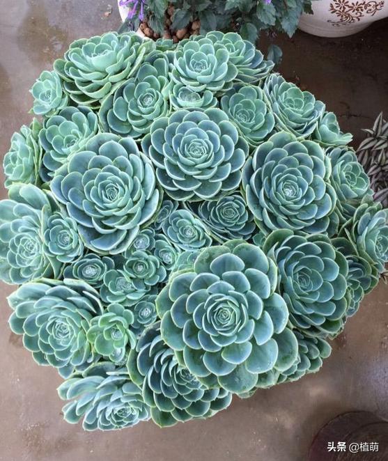 养了4年的玉蝶，不但没有“摊饼”，反而变成爆盆状态