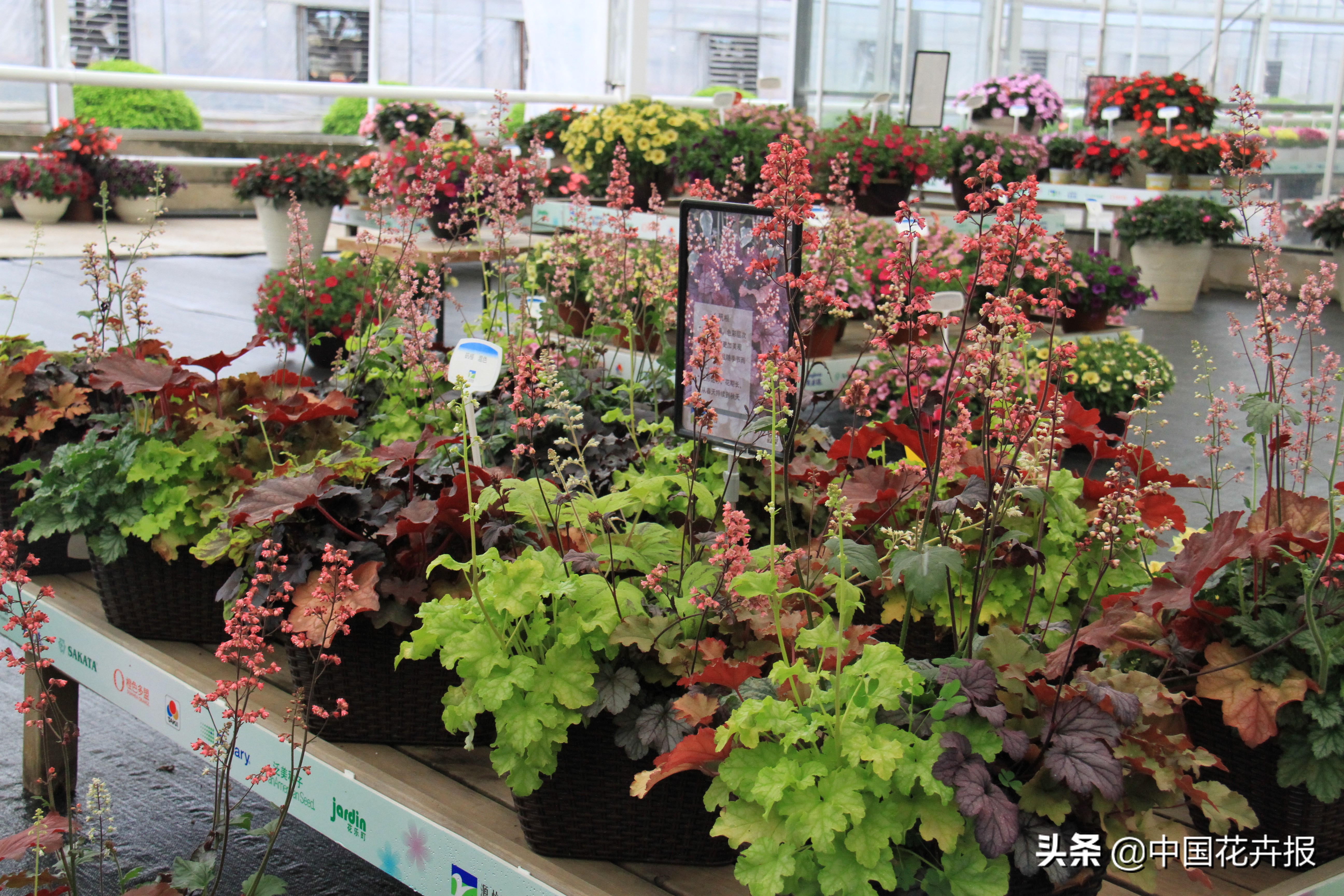 适合花园的花花草草,如何打造四季都有花的花园