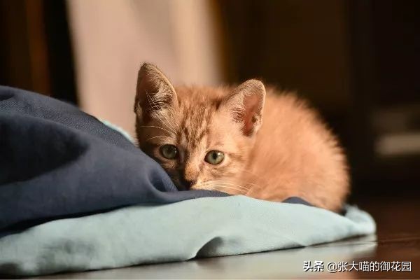 鞭炮声猫咪怕的声音是什么,猫咪怕鞭炮声怎么办