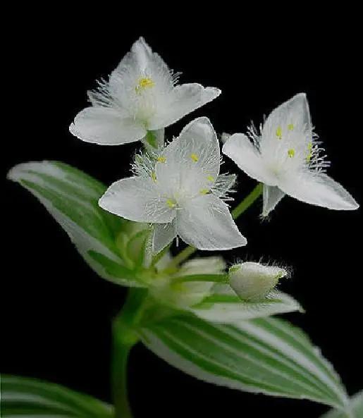 给儿子简短走心的句子说说心情,朋友圈说说经典语录人生感悟