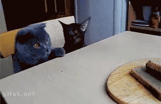 猫掉毛最好的解决办法,猫吃鱼油能改善掉毛吗