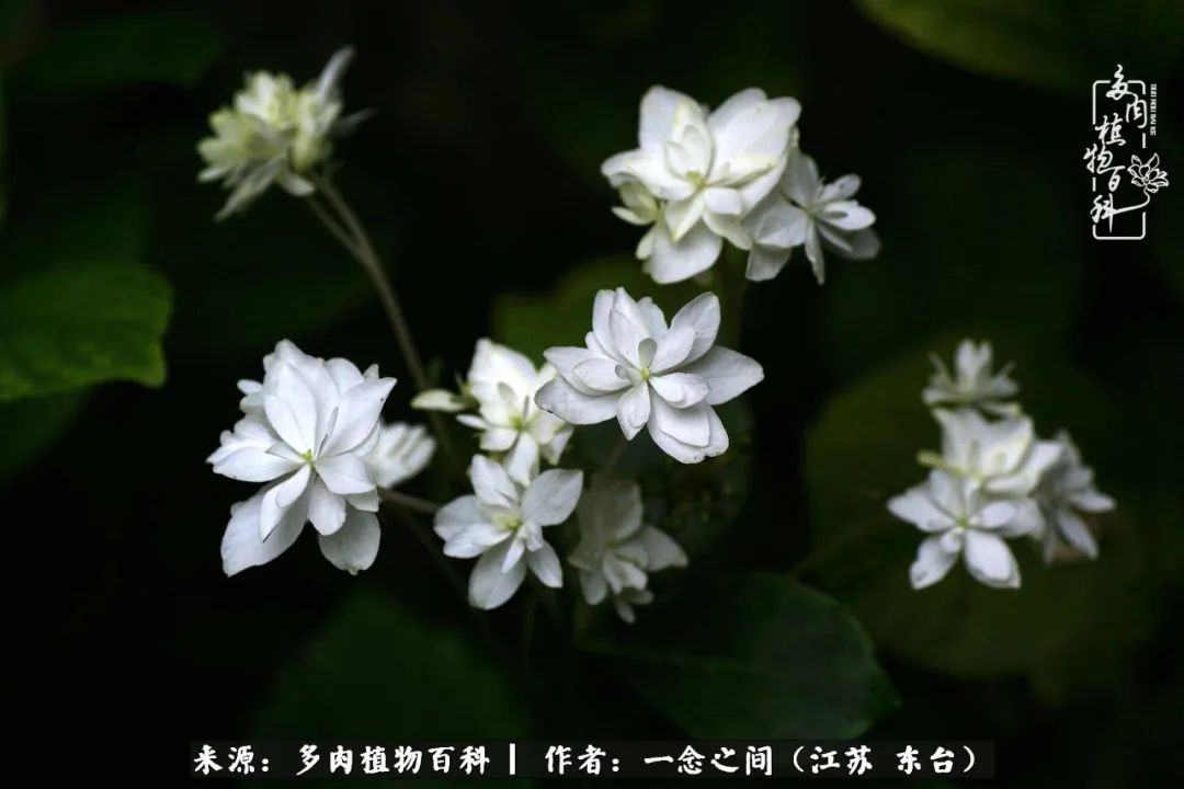 遇见花开蓝莓糖,遇见花开蔬菜沙拉酱
