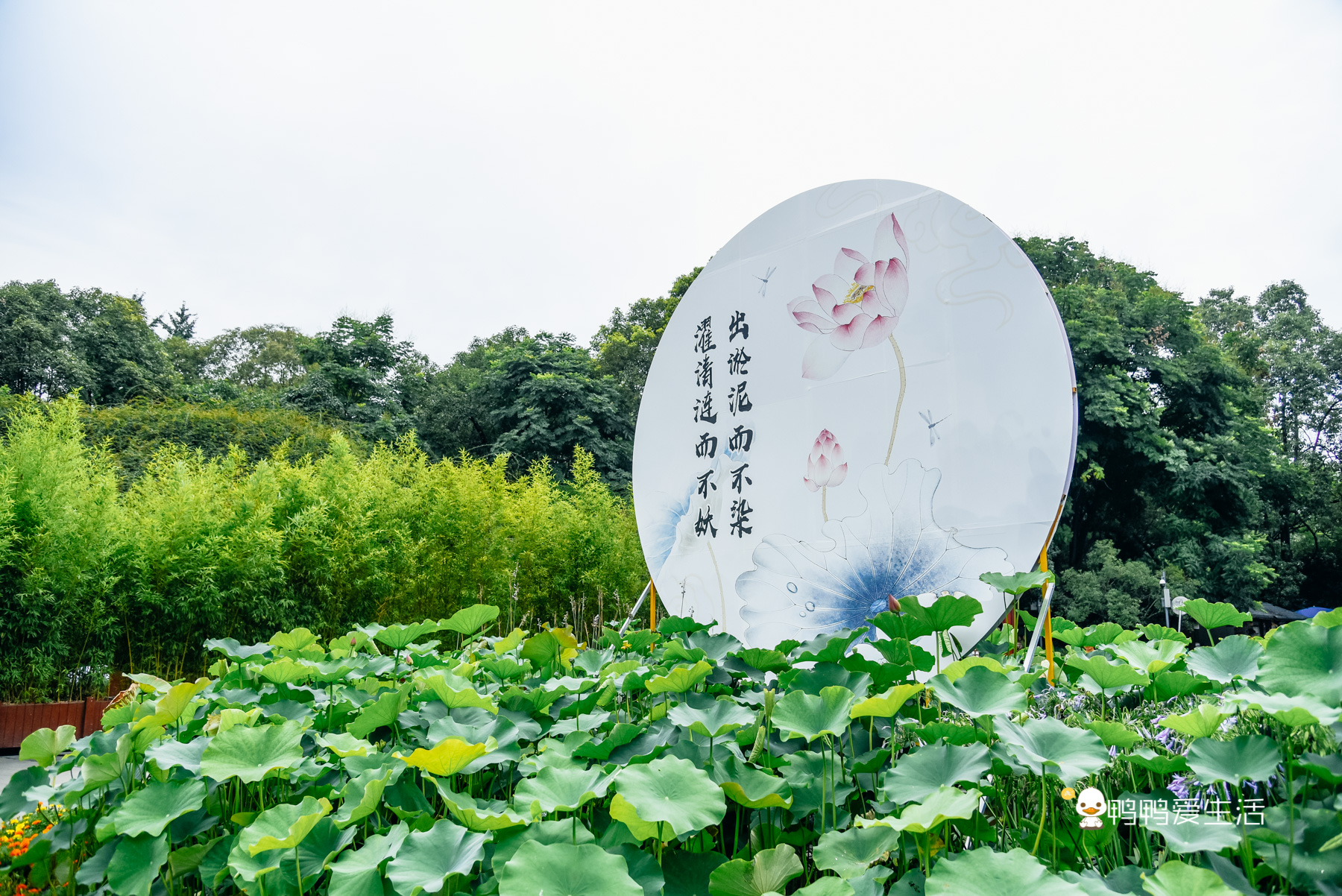 成都人民公园鹤鸣茶舍照片,五一成都人民公园打卡攻略