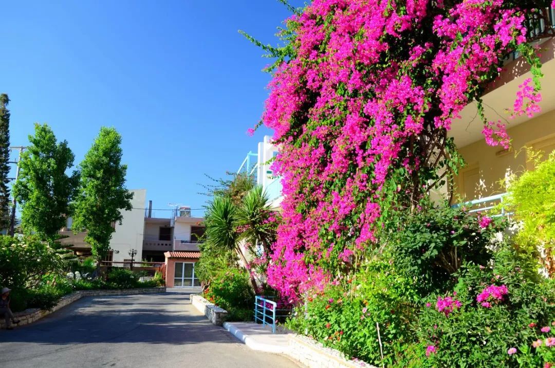 100种常见观叶植物图鉴史上最全,农村常见的100种植物