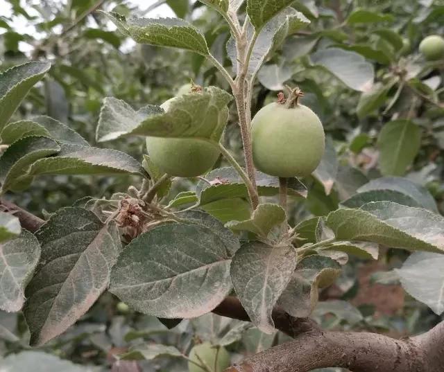 苹果套袋前打什么杀菌药好,苹果套袋的正确方法