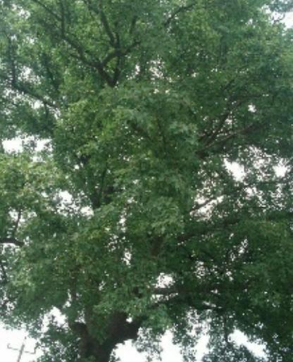 乡情散文欣赏,乡情散文乡恋朗诵