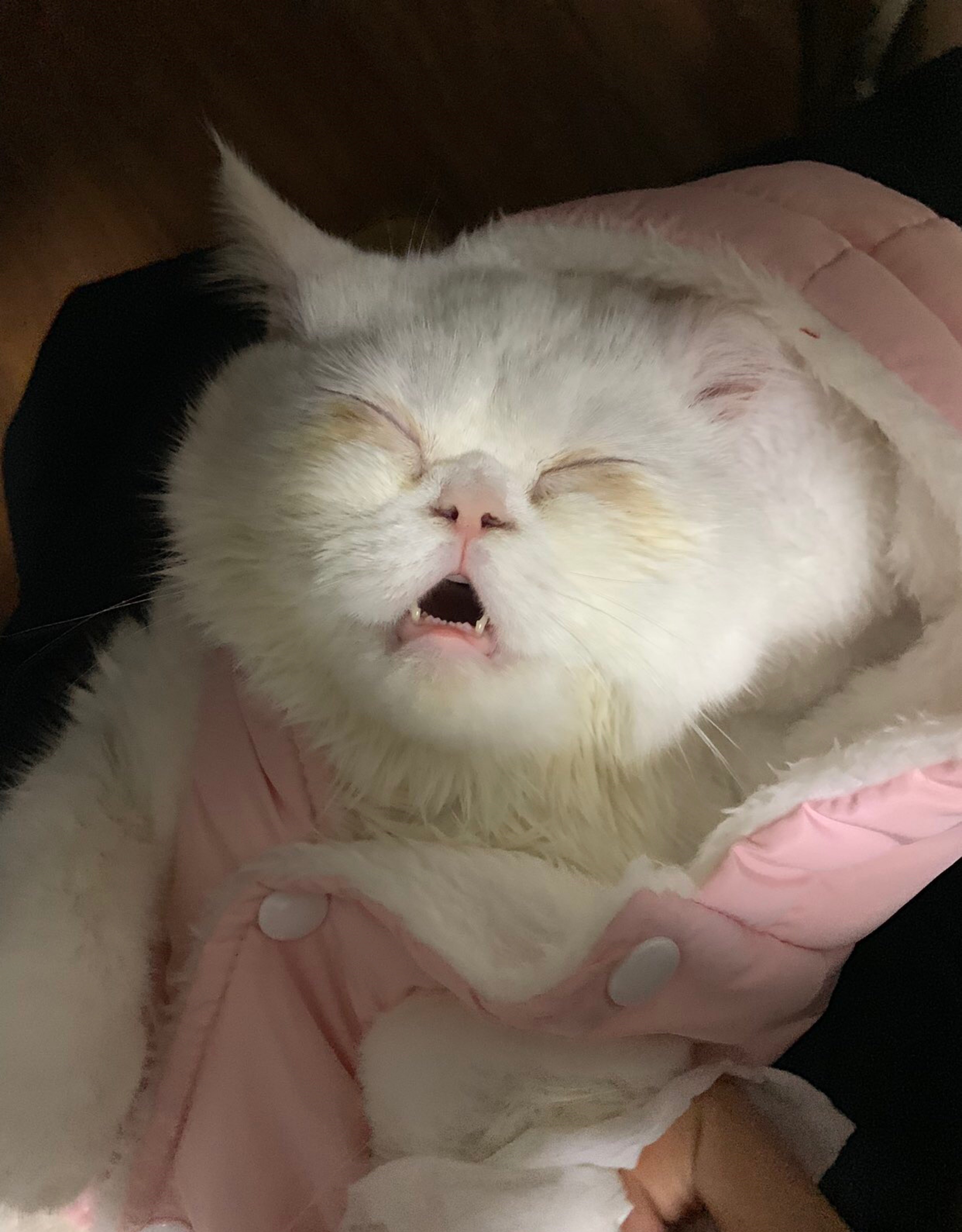 猫和人拍猫有什么区别图片,这样拍猫咪简直会被笑死