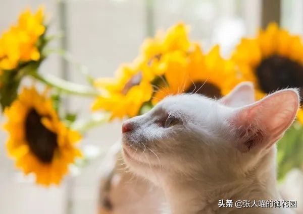 主人发现猫异常,猫咪引起你注意的表现