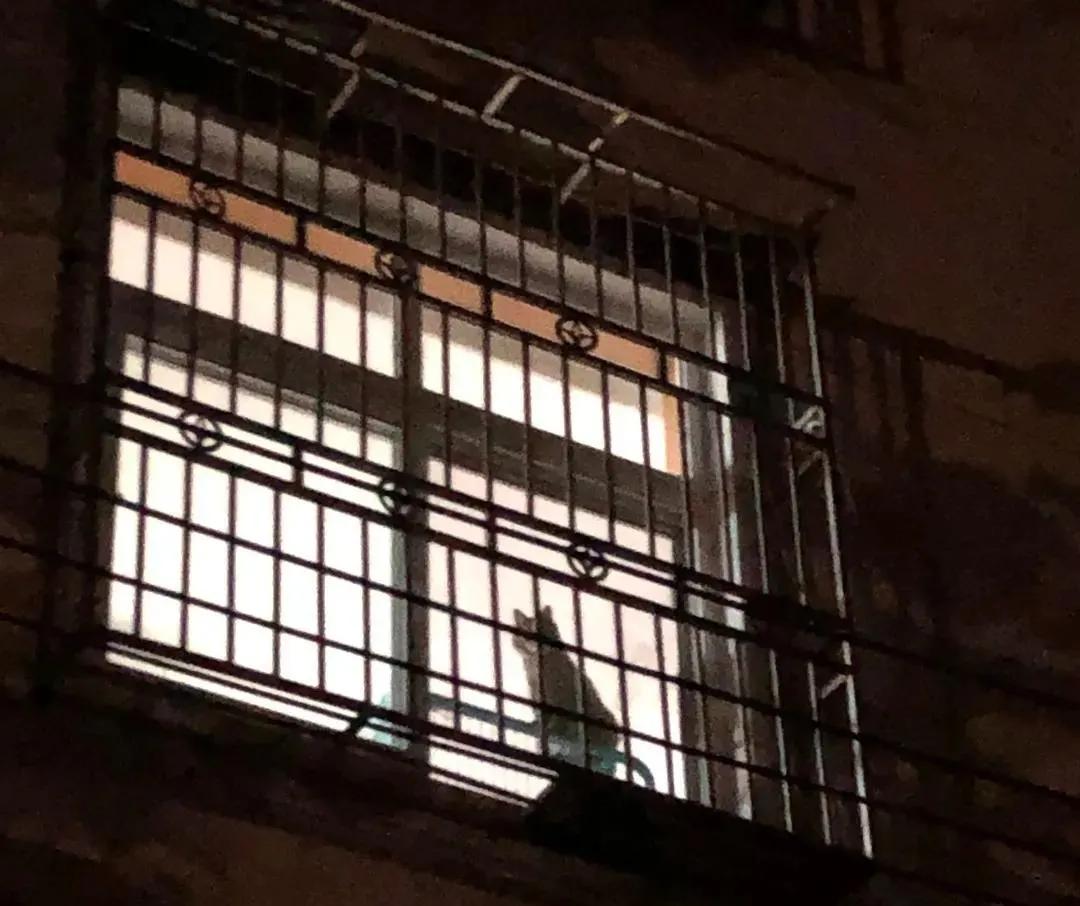 养猫人哭了 (朝九晚五适合养猫吗)