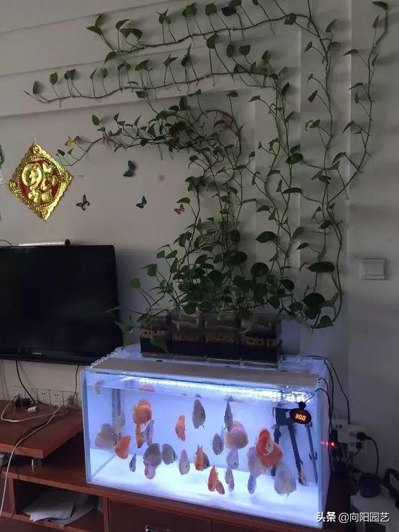 绿萝和什么鱼一起养,什么鱼可以和绿萝一起养不会死