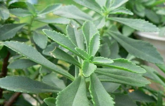 农村这种野菜原来是救命草,5种药用价值高的野菜