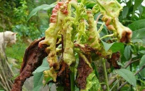 桃主要病虫害识别及解决方案（三）